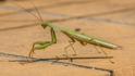 Mantis religiosa (Praying Mantis).jpg